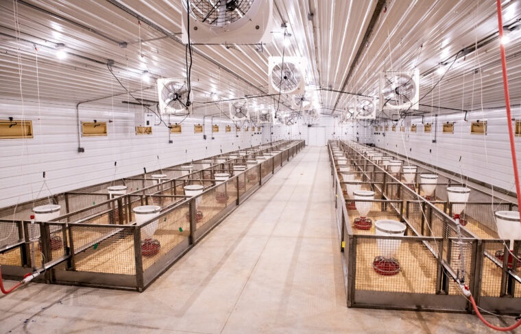 Angola Poultry Processing Facilities
